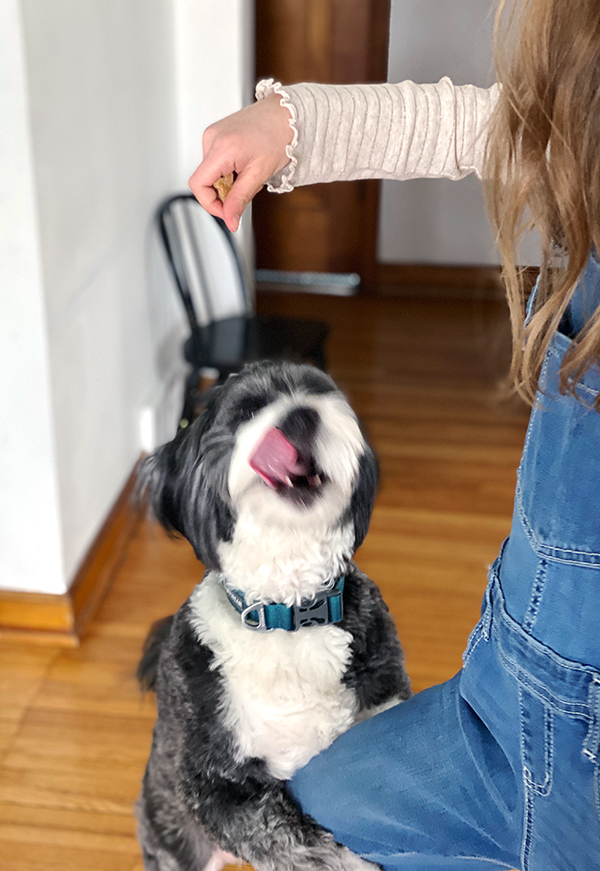 Birdie the Bernedoodle licking lips for peanut butter gluten-free dog treat held by 10-year old child