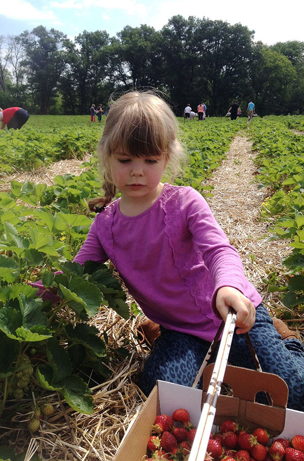 5-year-old picking strawberries at a farm for strawberry rhubarb almond crumbles