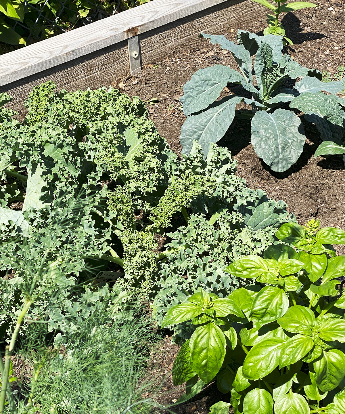 garden bed of curly kale, lacinato or dinosaur kale, basil and sun shining