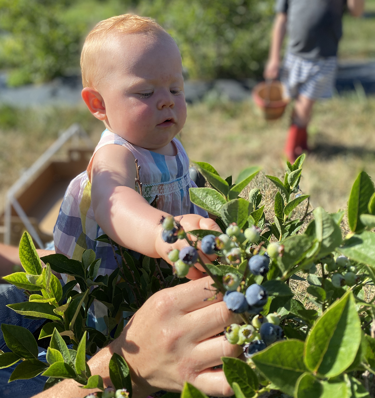 one-year-old girl picking a blueberry off a blueberry bush 