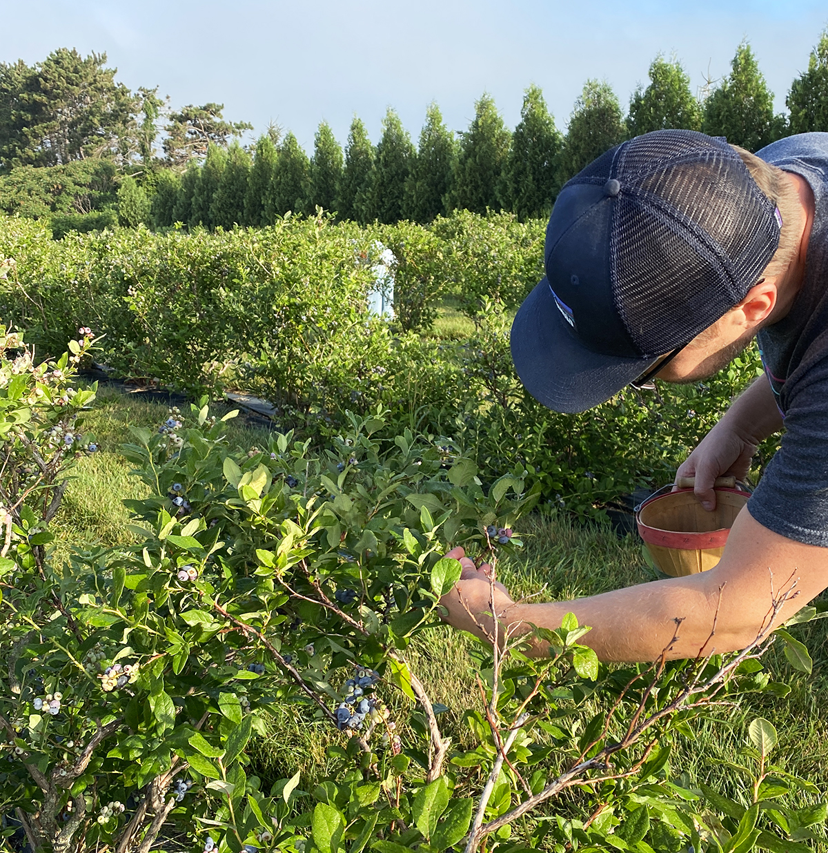 man with blue hat bending over a blueberry bush on a blueberry farm picking blueberries with a little pail