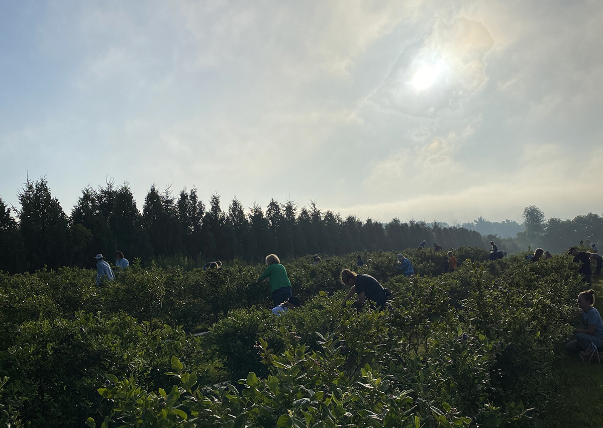 peeople picking blueberies in a blueberry farm under clouds and sun peaking through