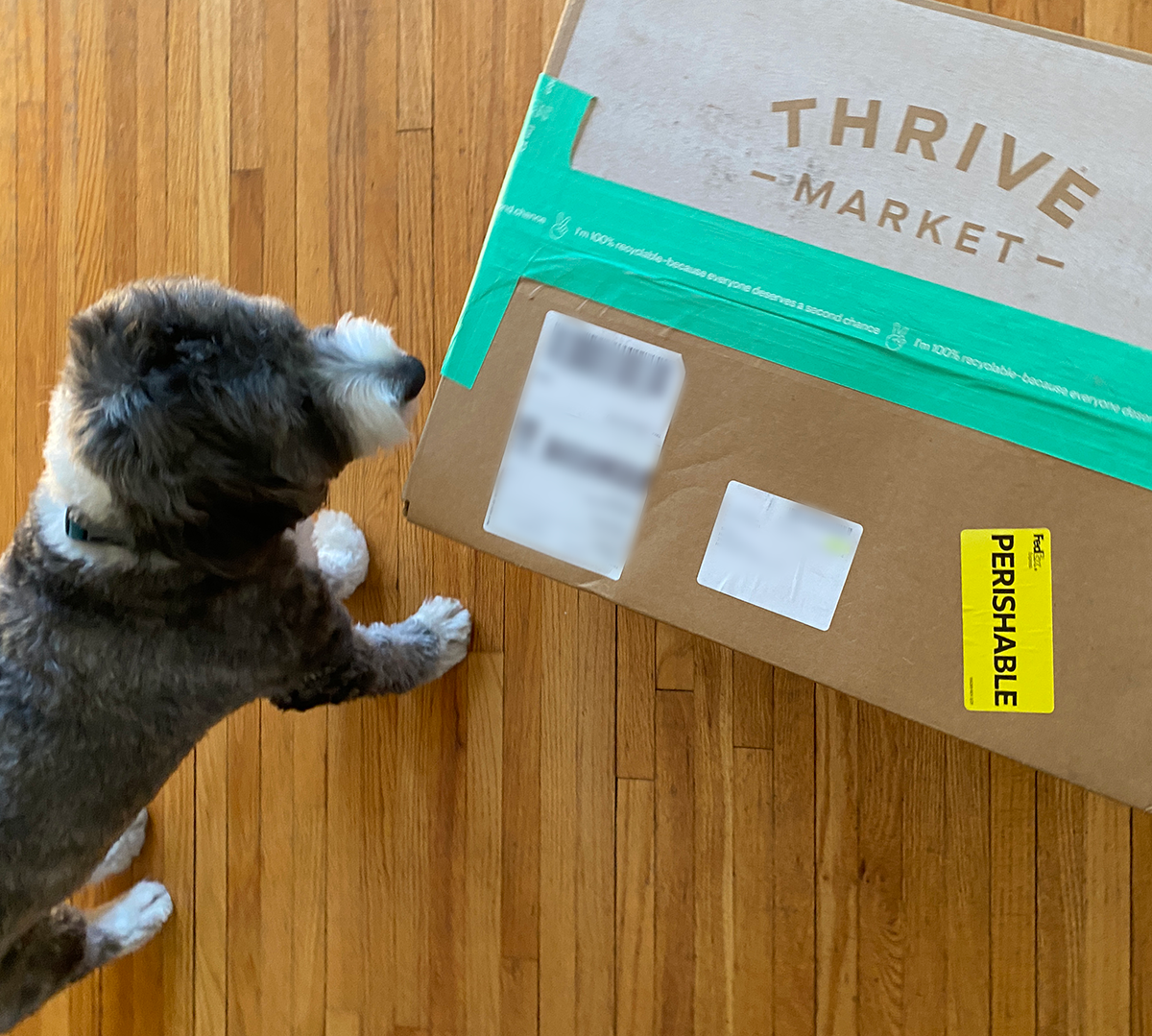 Black and white bernedoodle dog sniffing a thrive box that says perishable becuase it containers frozen food. 