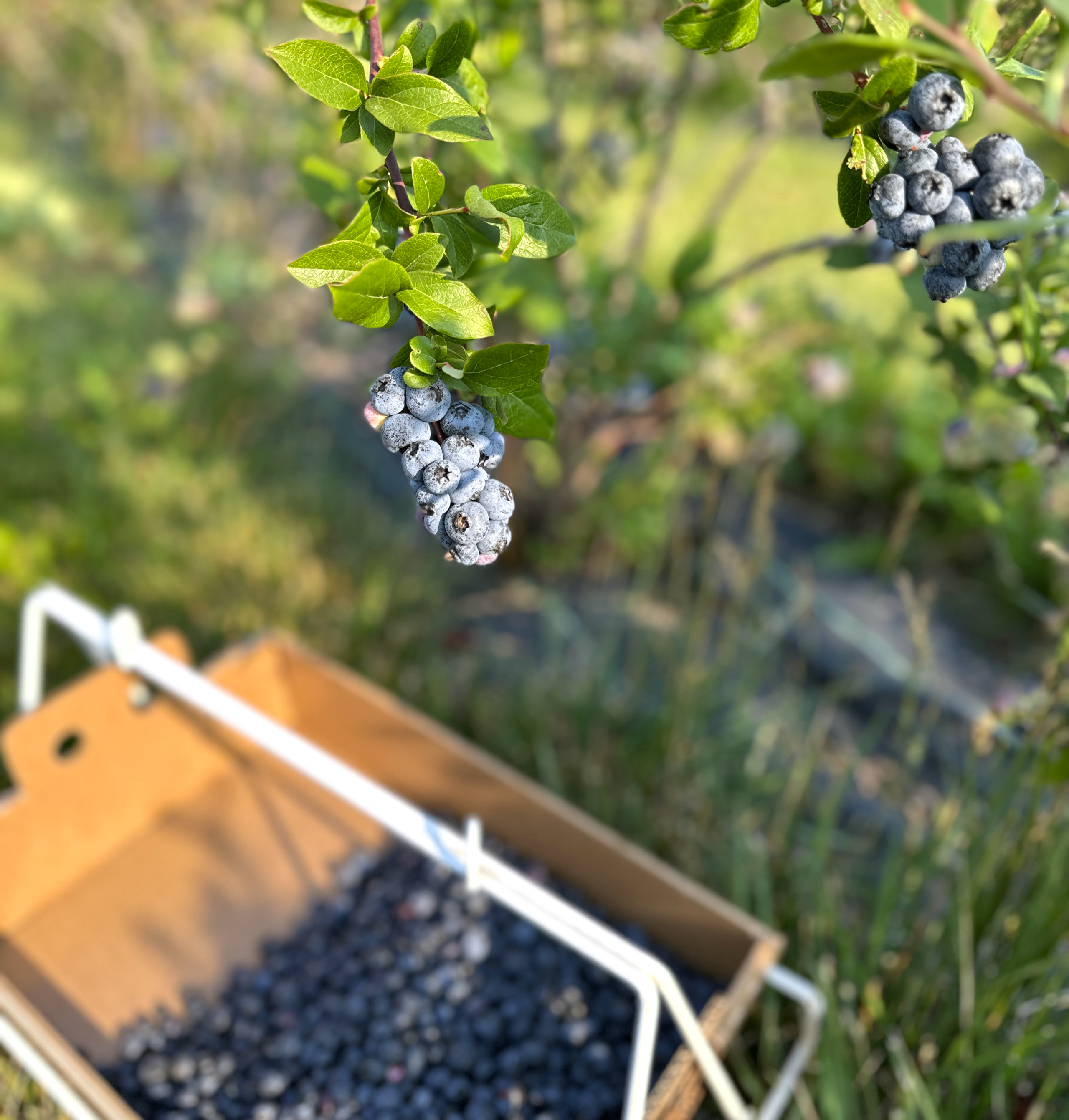 A blueberry bush with ripe berries and green leaves hanging over a white metal and cardboard box for picking. 