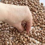 a hand pinching dried pinto beans to check of rocks