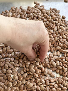 a hand pinching dried pinto beans to check of rocks