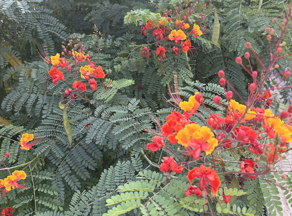 Red and orange blooms in the garden at Nômadé Cocina in South Austin